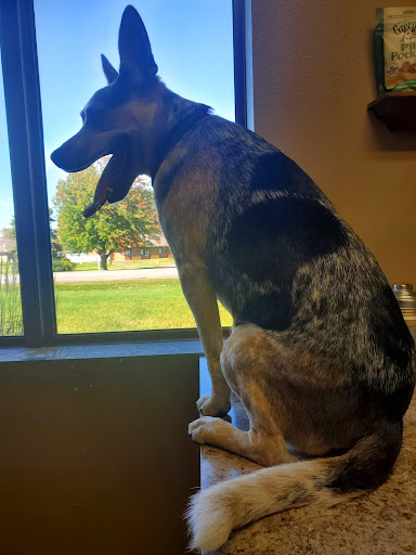 Animal Tracks Veterinary Service, LLC image