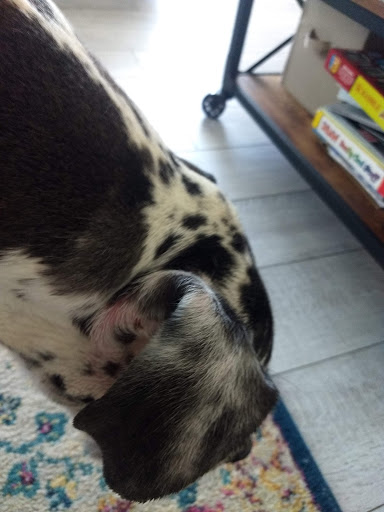 Pet Supply Store «Petco Animal Supplies», reviews and photos, 6720 Fox Centre Pkwy, Gloucester Courthouse, VA 23061, USA