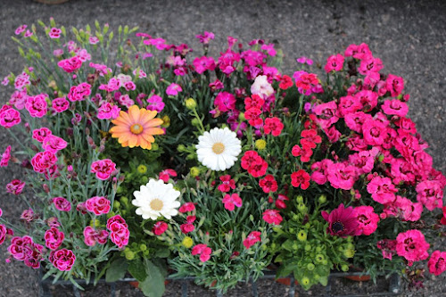 Florentin Fleurs & Plants - Horticulteur Producteur en Isère à Saint-Lattier