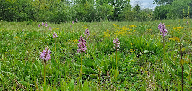 Rezensionen über Circuit du Kirchenerkopf, Réserve naturelle de la Petite camargue Alsacienne in Allschwil - Campingplatz