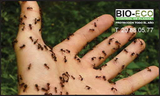 𝙁𝙐𝙈𝙄𝙂𝘼𝘾𝙄𝙊𝙉𝙀𝙎 MONTERREY [BIO ECO CONTROL DE PLAGAS]