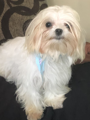 Pet Store «Happy, Clean and Smart», reviews and photos, 5700 W Kilgore Ave, Muncie, IN 47304, USA