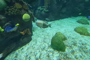 Shores & Aquarium image