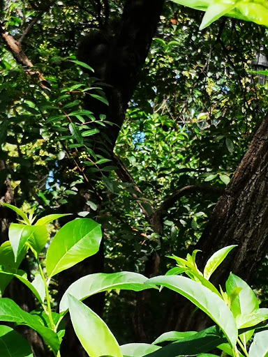 Bosque nacional Aguascalientes