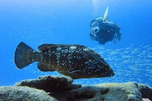Fuerteventura Diving image