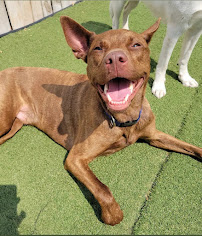 Chicago Packtive - Photo 8 - Car repair in Chicago, IL, Chicago