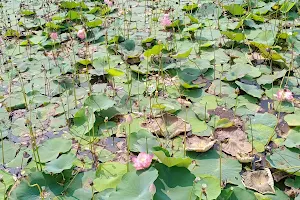 Candolim Lotus Pond (naag tale) image