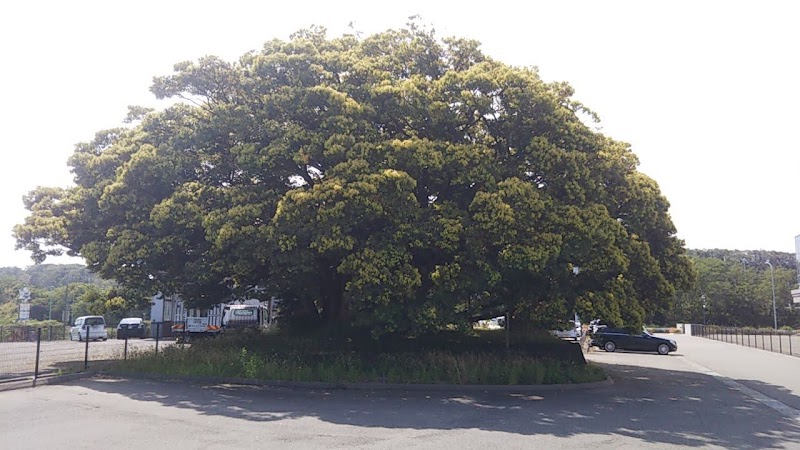 旧太平宮の椎の巨樹