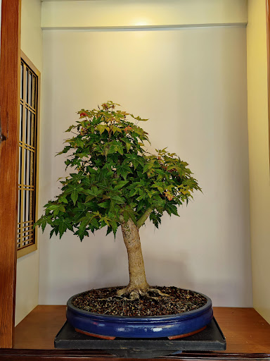 Pasión Bonsai AQP