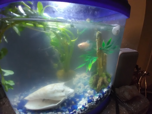 Pet Supply Store «Petco Animal Supplies», reviews and photos, 19767 Haynes Road, Catoosa, OK 74421, USA