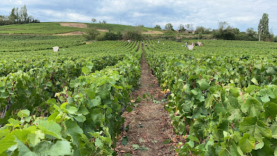 Domaine Jonathan Seguin à Saint-Sernin-du-Plain
