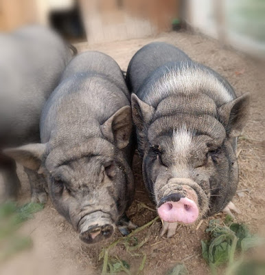 Cocotte et tonton à Azille