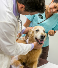 The Walking Dog LLC - Photo 4 - Car repair in , Aurora