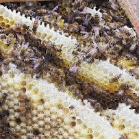 Eli the Bee Guy | Bee Removal and Rescue - Photo 7 - Car repair in Ontario, CA, Ontario