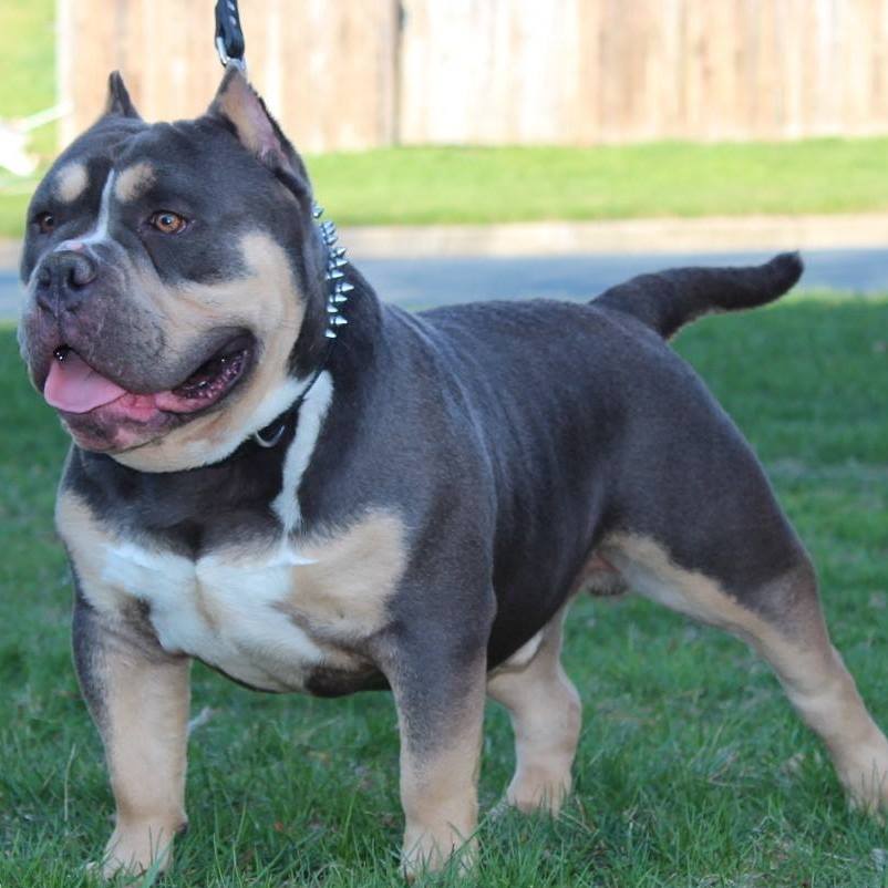 Baltimore Bred Bullies, LLC.