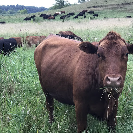 Thousand Hills Cattle Company