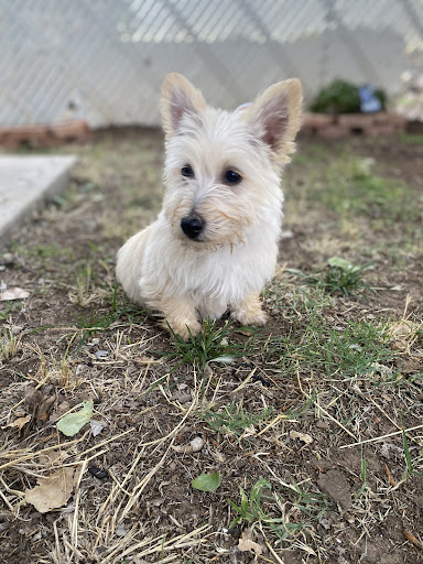 Enchanted Paws @ 7E Farms