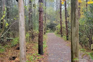 Carstairs Tract, Northumberland County Forest image