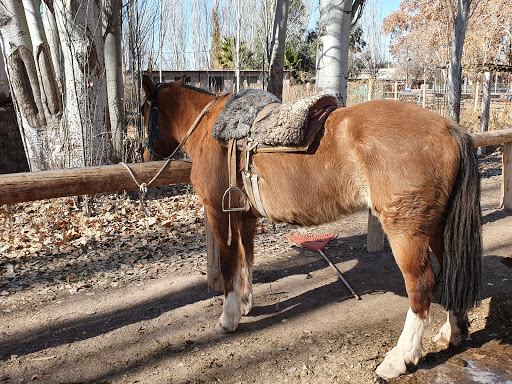 Cabalgatas Rancho Viejo | Horseback