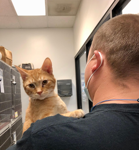 Pet Supply Store «PetSmart», reviews and photos, 4749 Valley View Blvd NW, Roanoke, VA 24012, USA