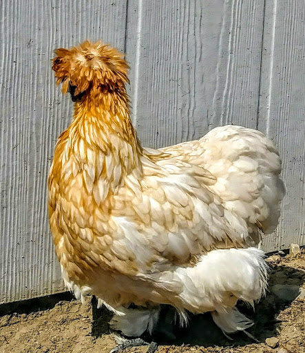 Chicken hatchery Stockton