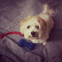 Peace of Mind Pets RVA - Photo 9 - Car repair in , Richmond