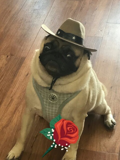 Pet Supply Store «Pet Supermarket», reviews and photos, 7822 Gall Blvd, Zephyrhills, FL 33541, USA