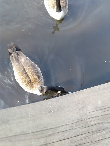 Park «Reverend Arthur Mackey Park», reviews and photos, 242 Elmwood Ave, Roosevelt, NY 11575, USA