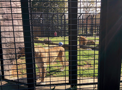 George H. Carroll Lion Habitat