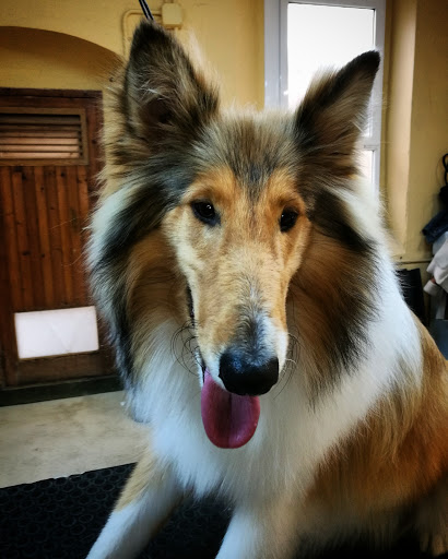 Jess & Dogs - Perruqueria canina - Vilassar de Dalt