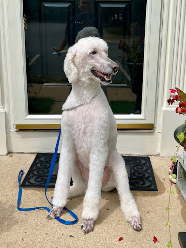 Pet Supply Store «PetSmart», reviews and photos, 13241 Gateway Center Dr, Gainesville, VA 20155, USA