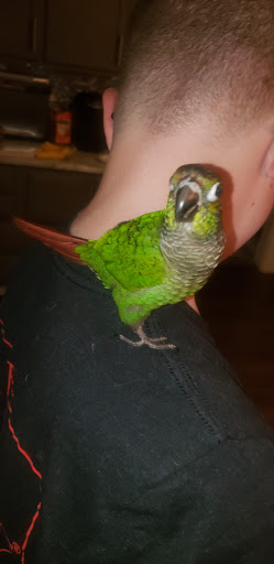 Pet Supply Store «PetSmart», reviews and photos, 5812 Youngstown Warren Rd, Niles, OH 44446, USA