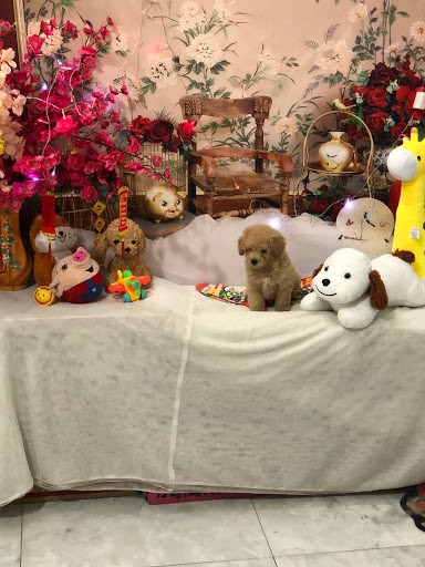 Top 20 cửa hàng pet Huyện Lương Sơn Hòa Bình 2022