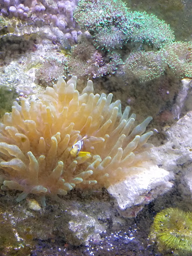 Tropical Fish Store «Ocean Aquarium», reviews and photos, 6820 E Black Horse Pike, Egg Harbor Township, NJ 08234, USA