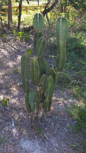 Nature Preserve «Pine Island Ridge Natural Area», reviews and photos, 3900 SW 100th Ave, Davie, FL 33328, USA