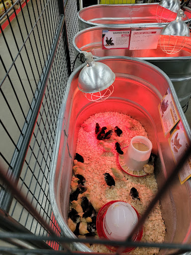 Home Improvement Store «Tractor Supply Co.», reviews and photos, 100 Tractor Ln, Gibsonia, PA 15044, USA