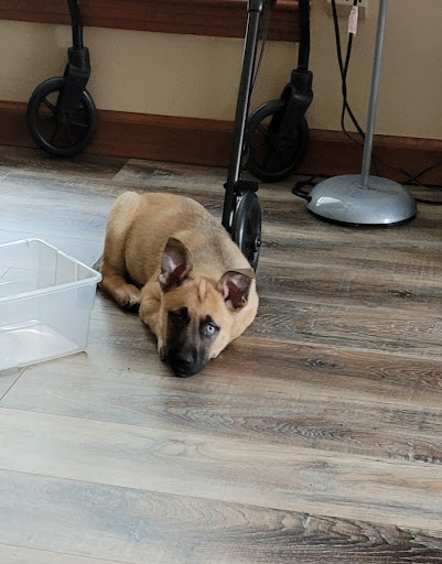 Pet Supply Store «Petco Animal Supplies», reviews and photos, 226 Thornton Drive, Dickson, TN 37055, USA