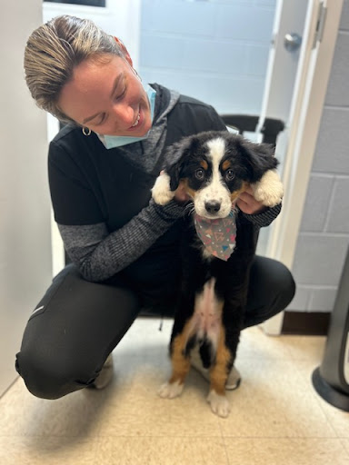 Buffalo Grove Animal Hospital image