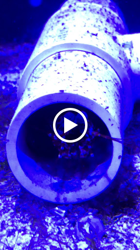 Tropical Fish Store «Barrier Reef Aquariums», reviews and photos, 1717 NE 44th St # A, Renton, WA 98056, USA