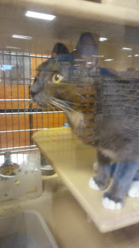 Pet Supply Store «Petco Animal Supplies», reviews and photos, 3320 Stockton Hill Rd, Kingman, AZ 86409, USA