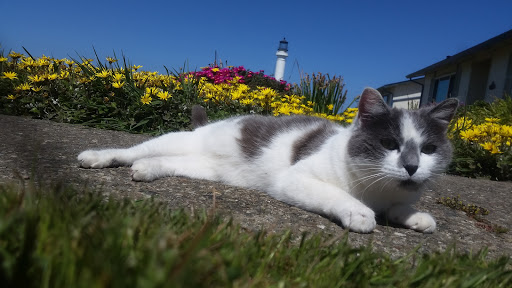 Museum «Point Arena Lighthouse and Museum», reviews and photos, 45500 Lighthouse Rd, Point Arena, CA 95468, USA