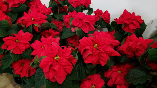 Florist «Flowers By Louis Hody», reviews and photos, 3515 W Hamilton Ave, Nashville, TN 37218, USA