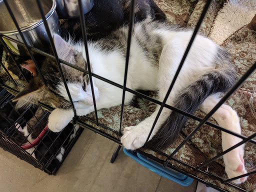 Pet Supply Store «Petco Animal Supplies», reviews and photos, 5925 US-6, Portage, IN 46368, USA