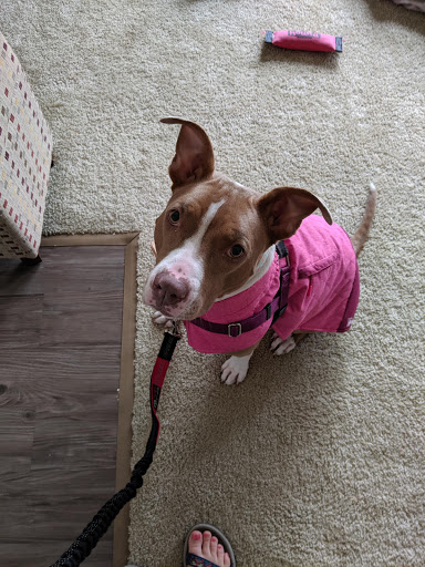 Pet Supply Store «Unleashed by Petco», reviews and photos, 2643 Tapo Canyon Rd c, Simi Valley, CA 93063, USA