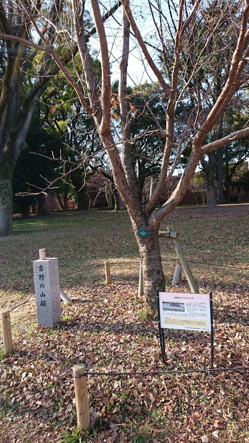 上野公園内 吉野の山桜