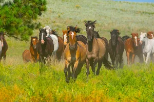 Black Hills Wild Horse Sanctuary image