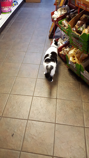 Pet Store «Critter Pet Shop», reviews and photos, 19309 Ecorse Rd, Allen Park, MI 48101, USA