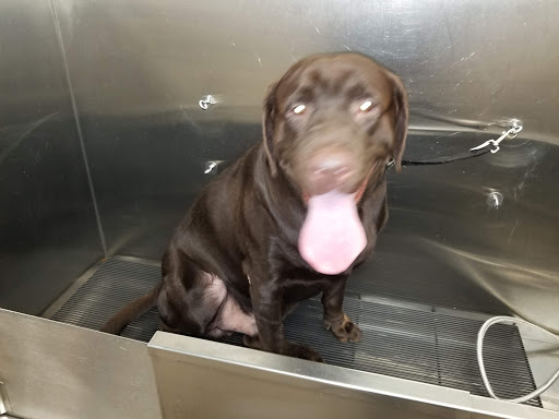 Pet Supply Store «Pet Supplies Plus», reviews and photos, 74-17 Grand Ave, Maspeth, NY 11378, USA