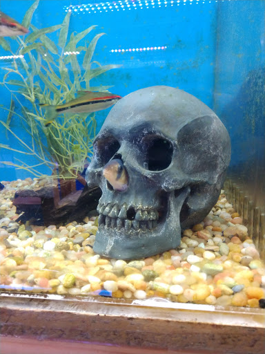 Tropical Fish Store «The Fish Store», reviews and photos, 12320 Lake City Way NE, Seattle, WA 98125, USA