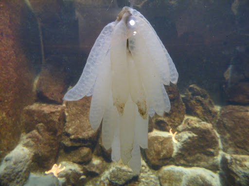 Aquarium «Seaside Aquarium», reviews and photos, 200 N Prom, Seaside, OR 97138, USA